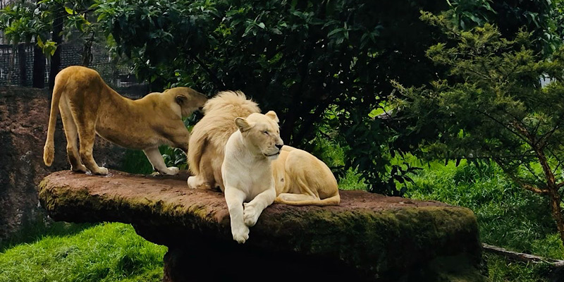 Addis Ababa Layover Tour: Unity Park, National Museum & Holy Trinity Cathedral