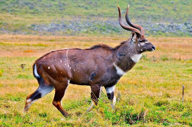 Bale Mountains Trekking Tour |