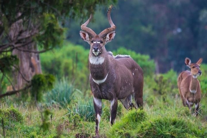9 Days Bale Mountains Trekking Tour | Sanetti Plateau, Harenna Forest & Southern Ethiopia Adventure​